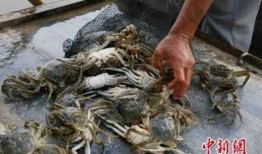 黄河口大闸蟹爆料视频,揭秘美味背后的生态传奇